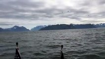 Humpback Whales Feeding