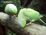 Une adorable conversation entre deux perroquets très très bavards