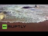RAW: Dozens of beached whales die as hundreds wash up in India