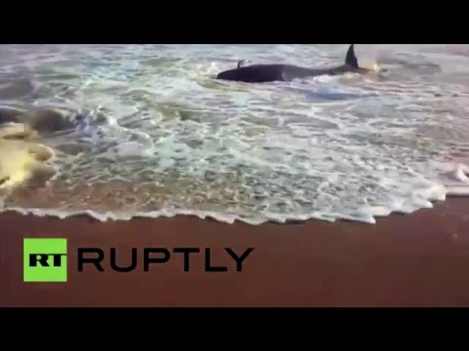 RAW: Dozens of beached whales die as hundreds wash up in India