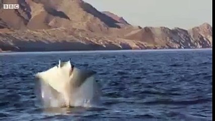 Flying Fishes in the Sea.....never seen before ll must watch