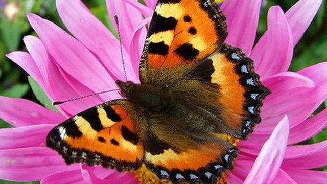 Клип на песню вальс бабочек.