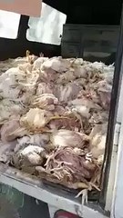 How the Chicken Shawarma is made of Dead chickens ll must wtach
