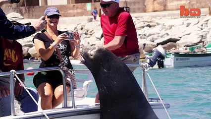 Hungry Sea Lion Grabs A Free Meal On Back Of A Boat-copypasteads.com