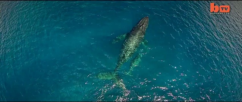 Incredible Drone And Underwater Footage Of Humpback Whales-copypasteads.com