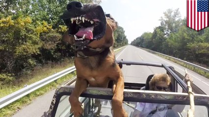 Driver risks car accident to hold selfie stick and film video of beloved pooch
