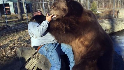Bear hug: Man befriends giant brown bear in rescue centre