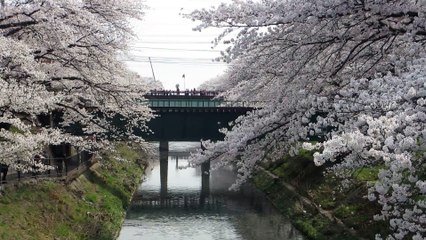桜吹雪と高山本線キハ40系 那加～蘇原にて