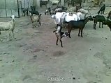 Miracles of Allah Subhan Allah Two Legged Goat Walking