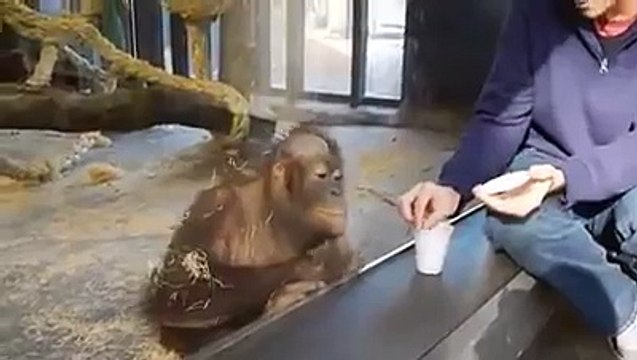 This Orangutan finds magic trick hilarious at the Zoo