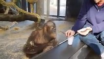 Cet Orang-outan est plié de rire pendant un tour de magie