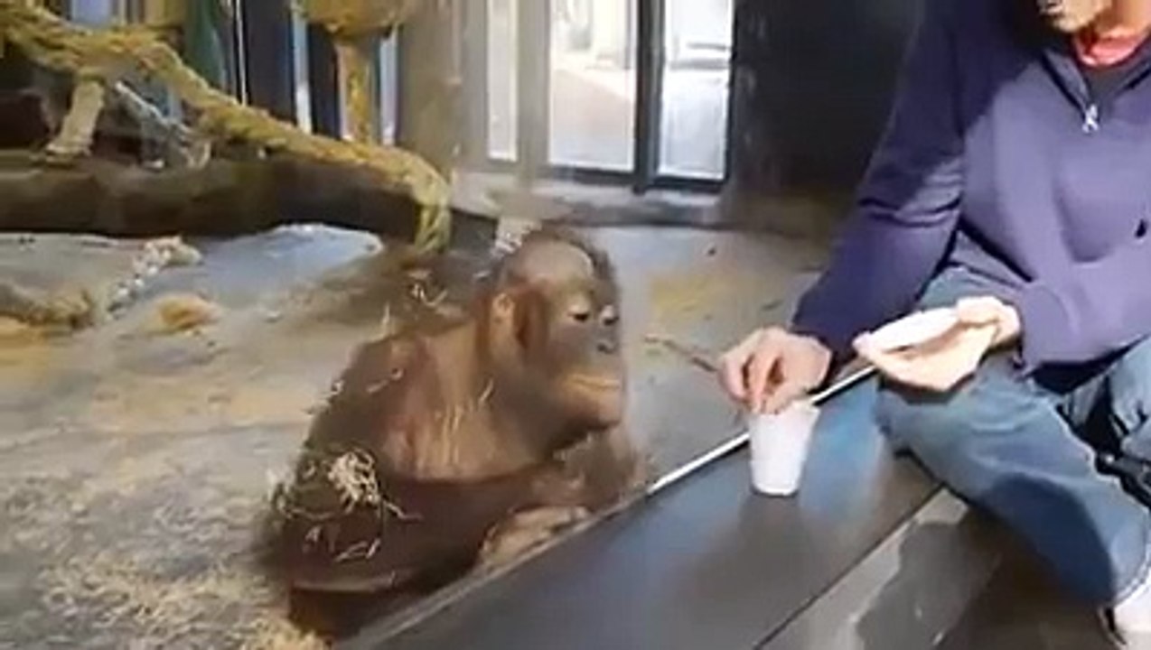 Cet Orang-outan est plié de rire pendant un tour de magie