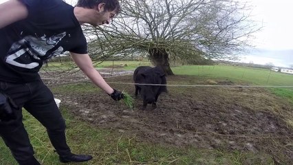 J'PEUX PAS J'AI PONEY teaser BORN IN LE MANS