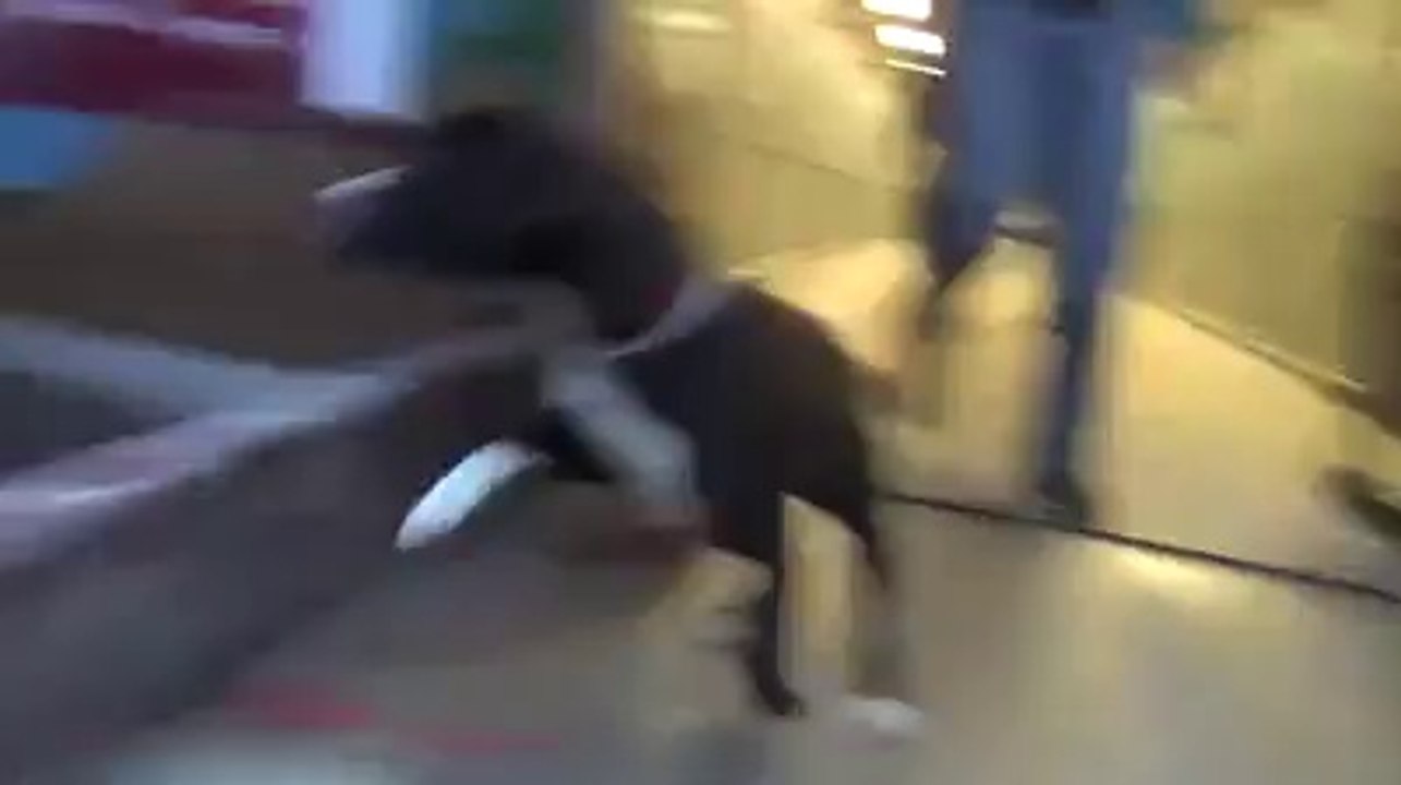 Quand un chien se sent libre, voilà ce que ça donne