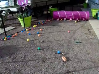 Les bébés ont 9 semaines.