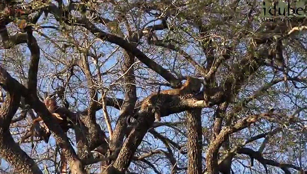 Idube Safari Highlights #366  25 - 28 September 2015 (Latest Sightings) (4K Video)