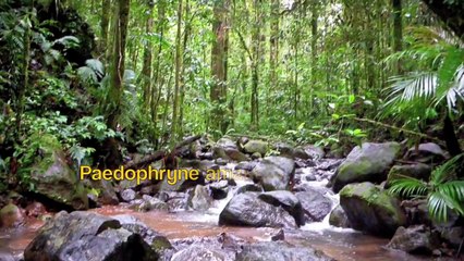 Découverte de la plus petite grenouille du monde