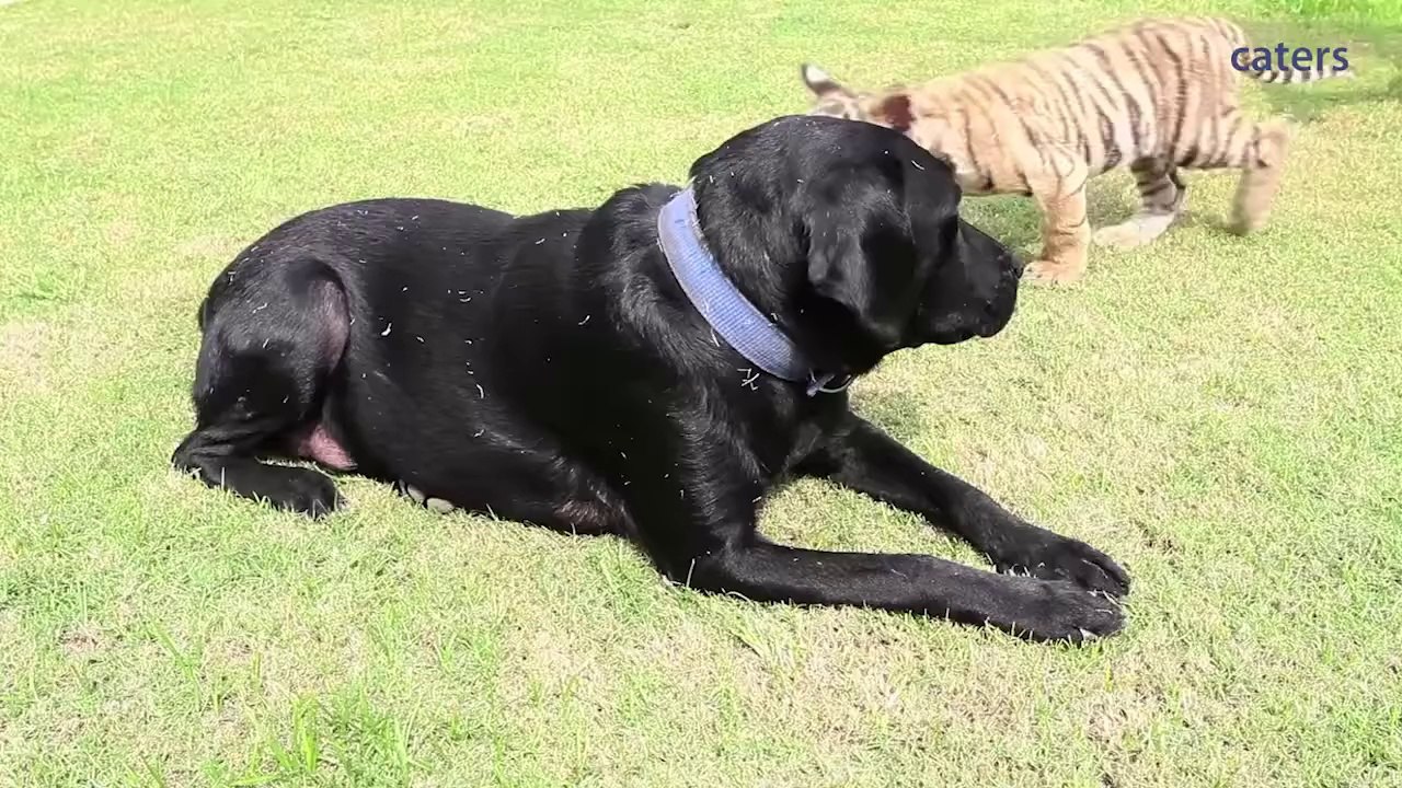 This Tiger Cub Was Rejected By His Mother And You Won’t Believe Who Adopted Him