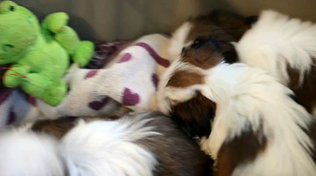 Les bébés de Geisha ont 7 semaines 1/2