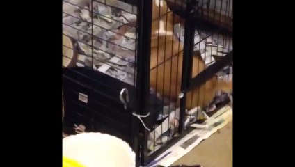 Corgi Twerking