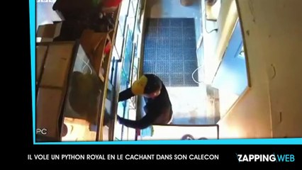 Il vole un python royal en le cachant dans son caleçon (vidéo)
