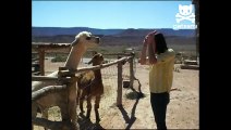 Llama spits in kids face