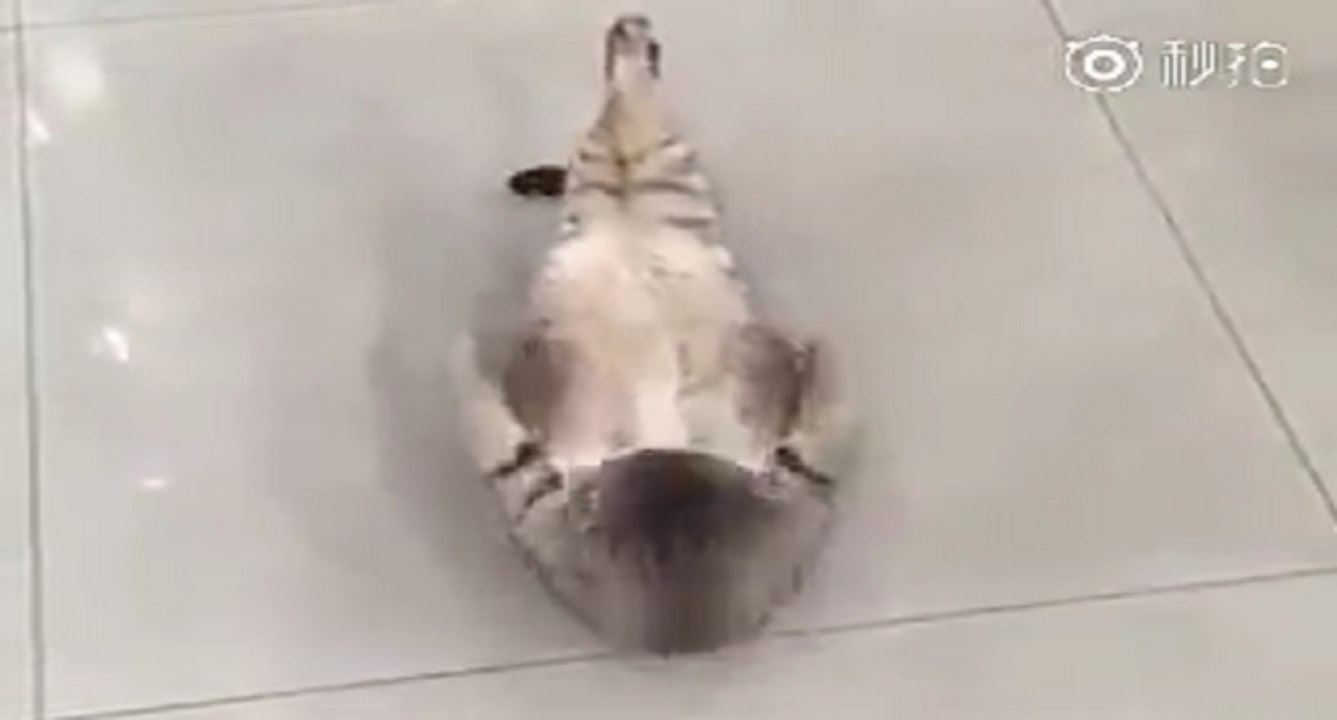 Ce chat est impressionnant, il enchaîne les abdominaux