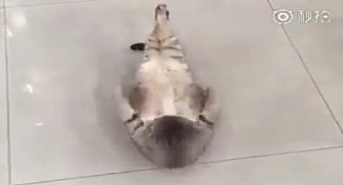 Ce chat est impressionnant, il enchaîne les abdominaux