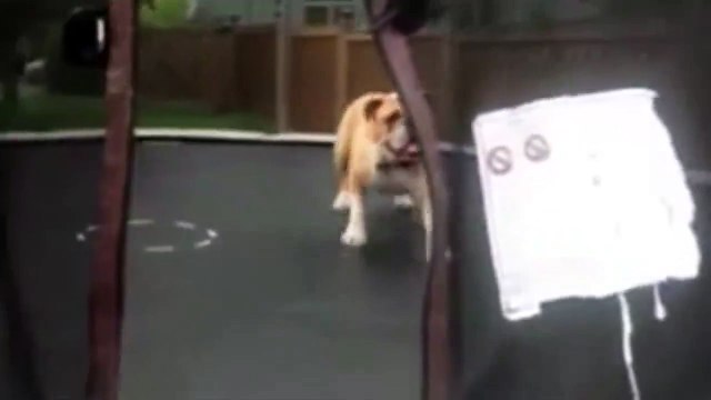 This bouncing bulldog loves trampolines as much as...