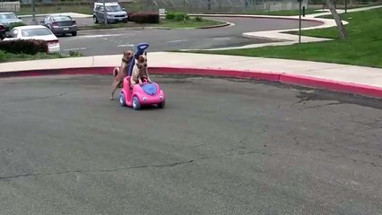 This is why we don't let dogs behind the wheel!