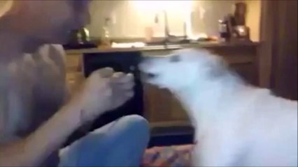 Tour de magie avec un chien - Belle réaction