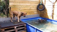 Dogs summer time madness! ;-)