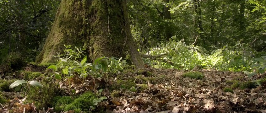 Bande annonce du film Les Saisons