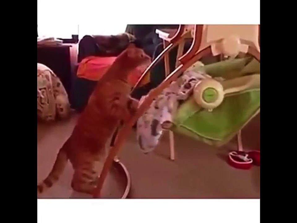 Funny Animals - A Funny Animal Videos Compilation