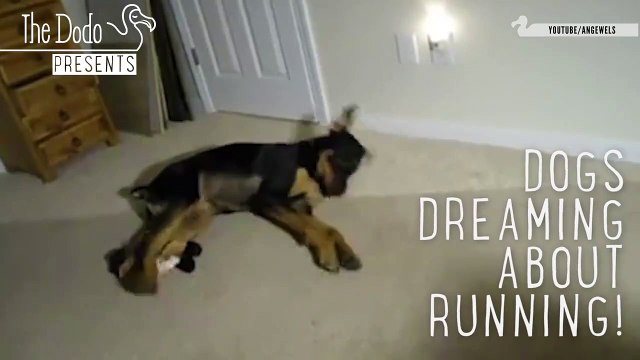 Dogs dreaming about running very funny