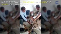 VIDEO: Leopard head stuck in steel pot while drinking water | RAJSAMAND | INDIA |