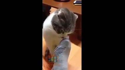 Ayak kokusu ile kendinden geçen kedi :)