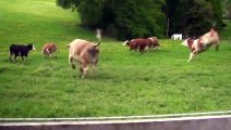 İnek Deyip Geçme - İlk Defa Güneş gören inekler
