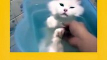 Funny Cats Love Water _ Cats That Love Baths _ Funny Videos