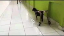 Cão paraplégico abandonado em brejo ganha cadeira adaptada em Marataízes