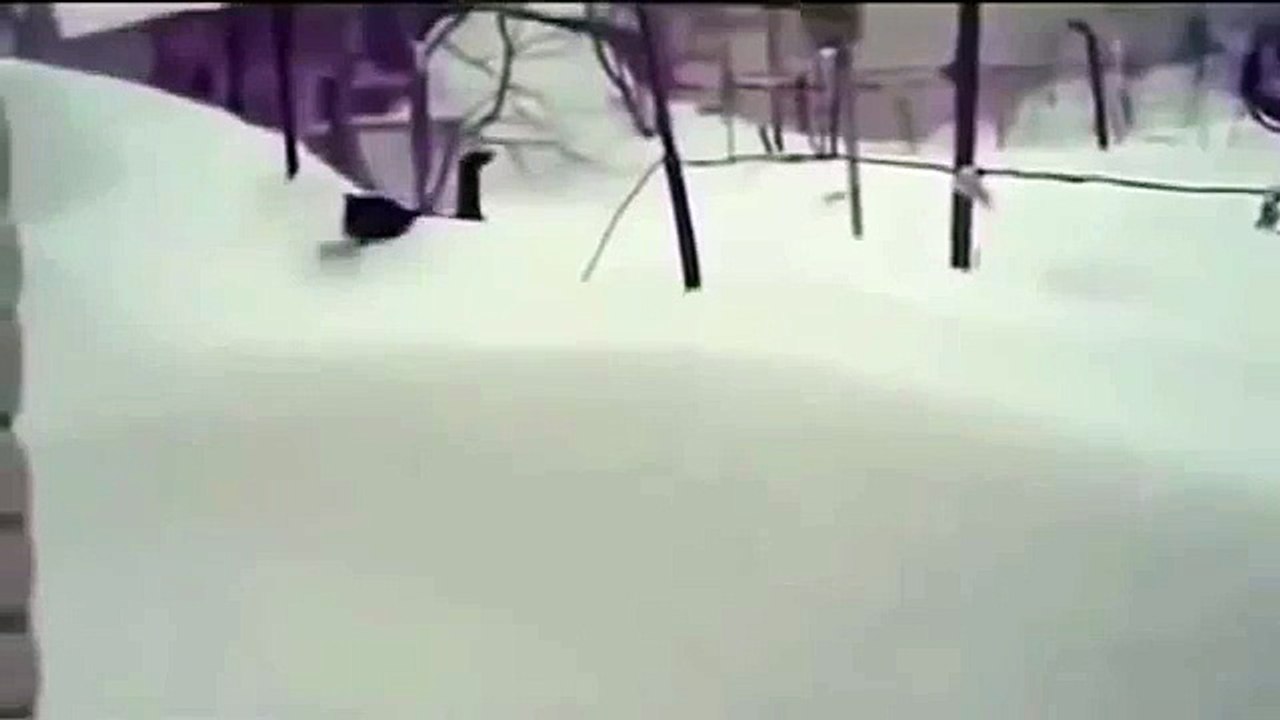 funny cat jump fail