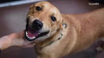 Dog who just got adopted after spending years at shelter can't stop smiling