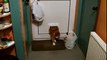 Un gros chat coincé dans la trappe d'entrée... Le pauvre