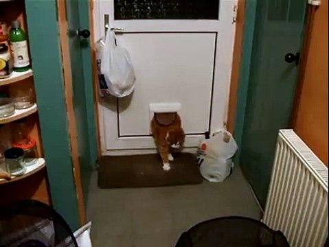 Un gros chat coincé dans la trappe d'entrée... Le pauvre