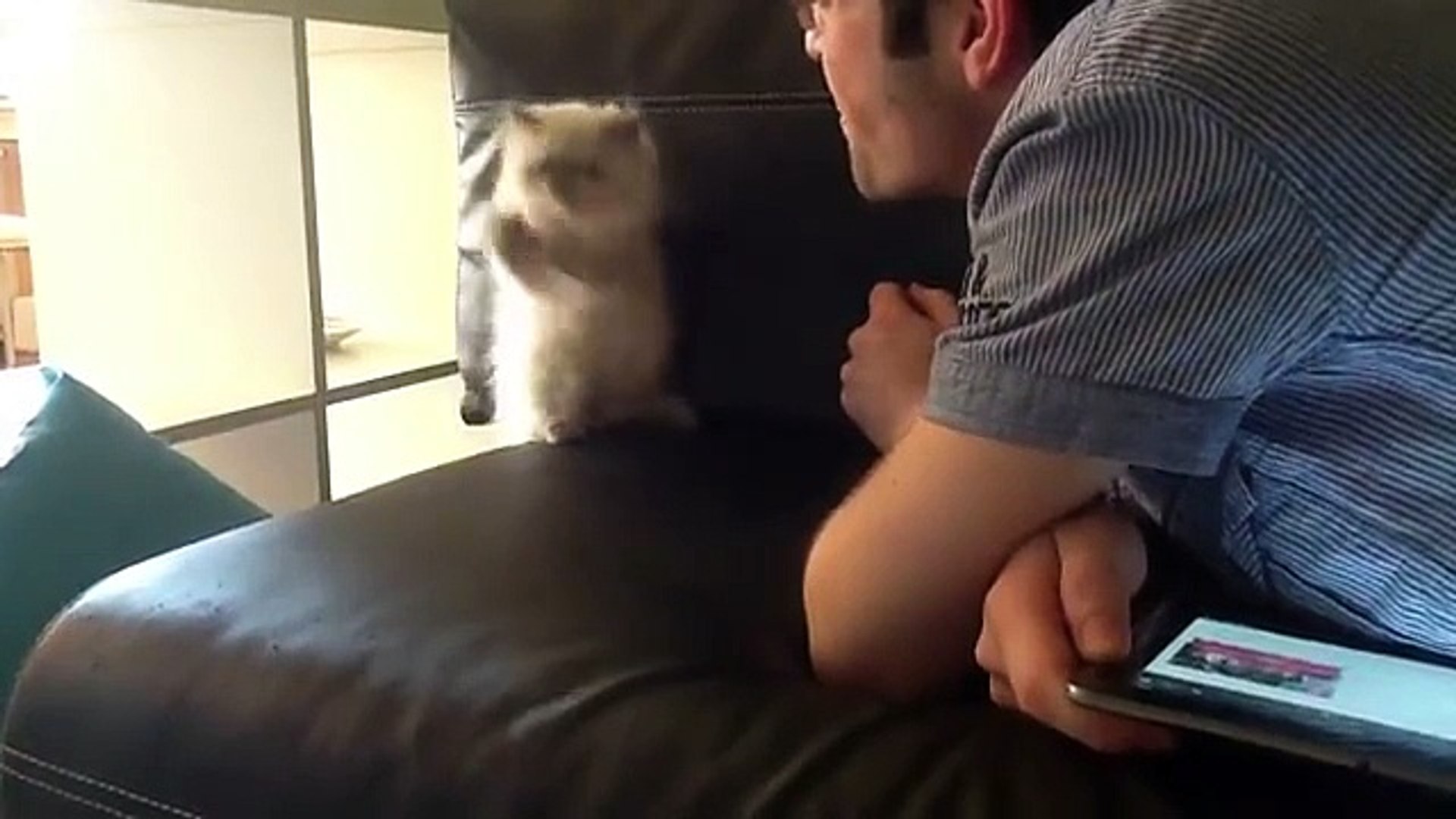 Ce Petit Chat Chasse De L Air Quand On Lui Souffle Dessus Adorable Video Dailymotion