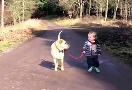 Un chien plus sage que son maitre... Trop mignon