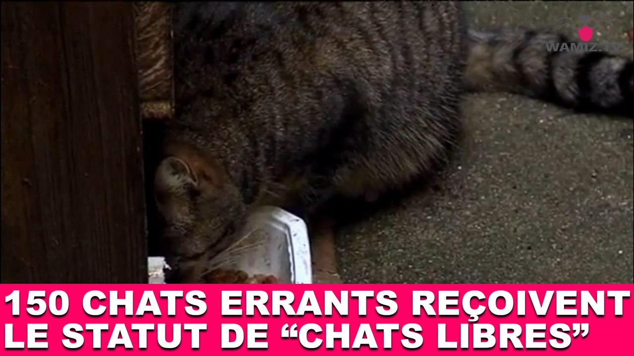 150 chats errants reçoivent le statut de "chats libres" ! Tout de suite dans la minute chat #98