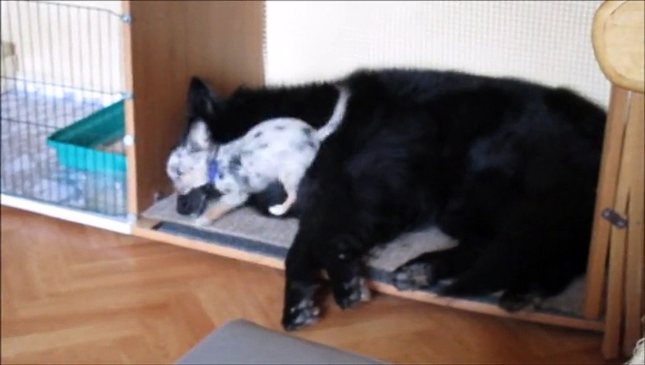 heaven et les 2 pestes