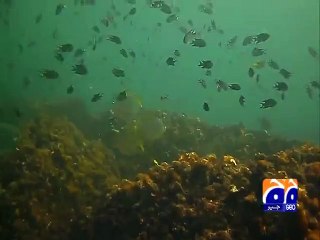 reef cleaning at charna island reporter
