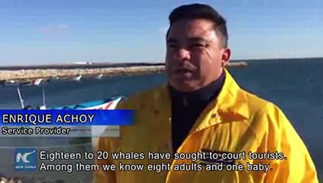 Gray whales spend mating season in northwestern Mexico 2016